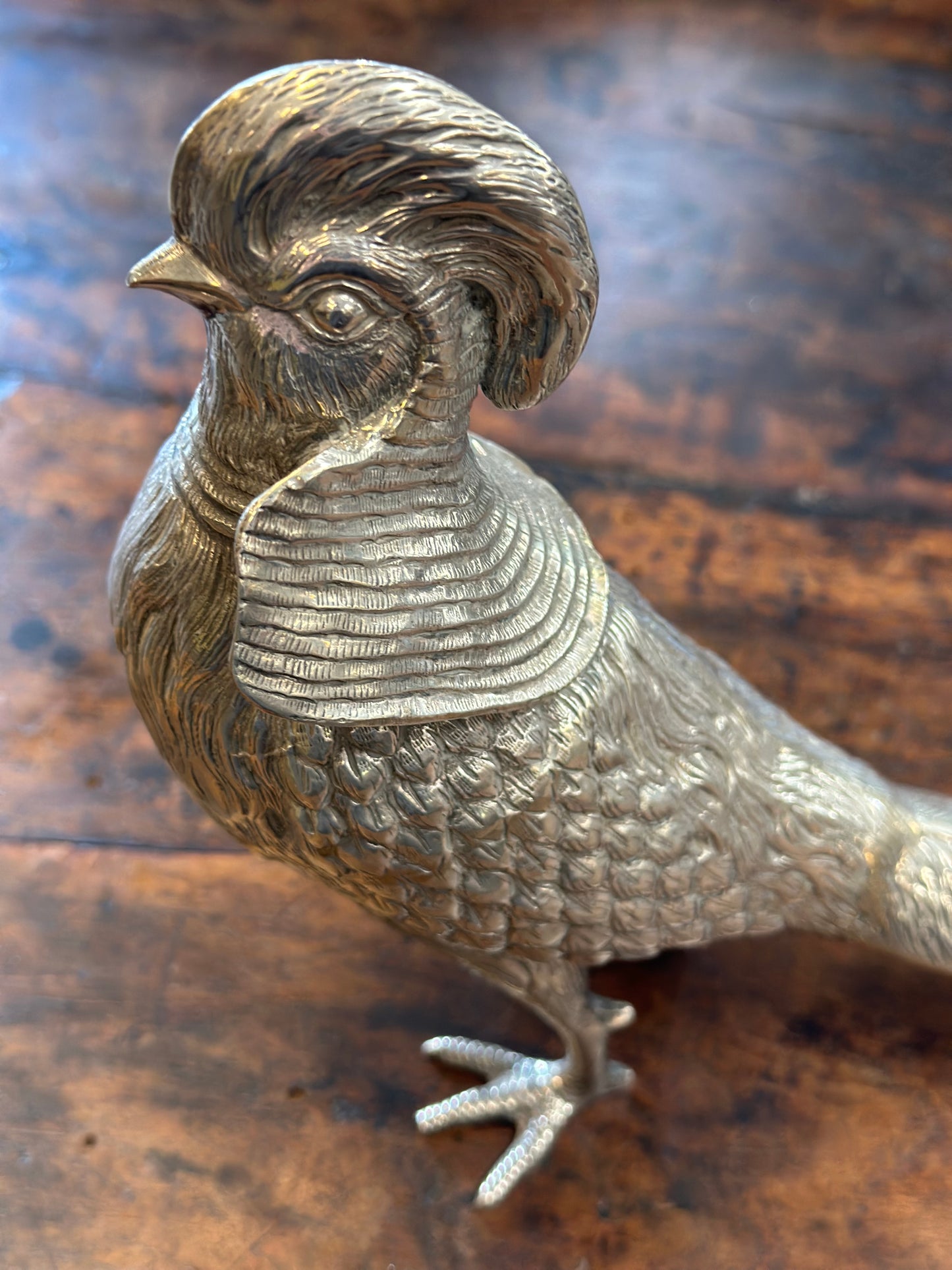 Spanish Silver Pheasant - Male