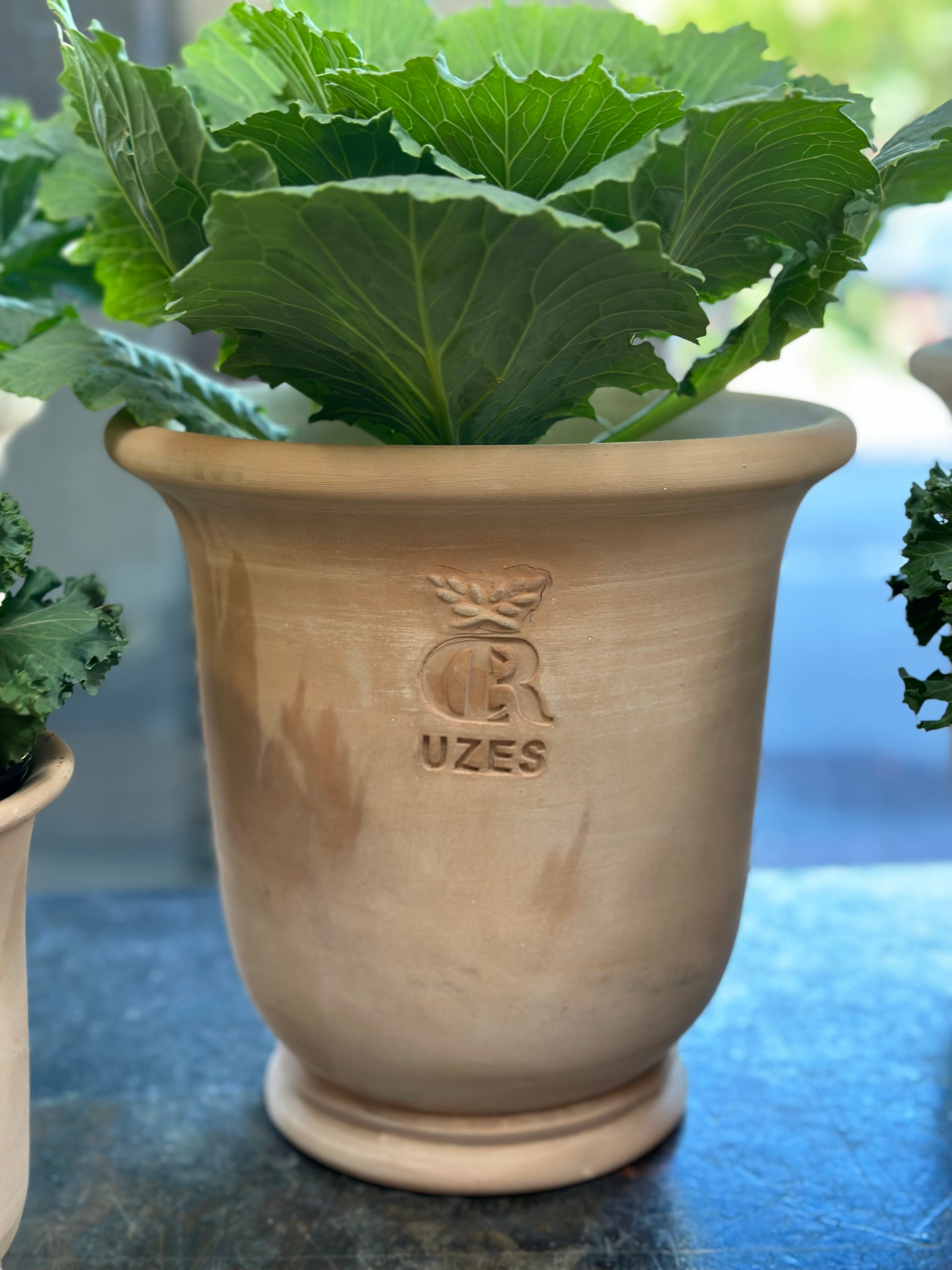 French Uzes Terracotta Pot - Large