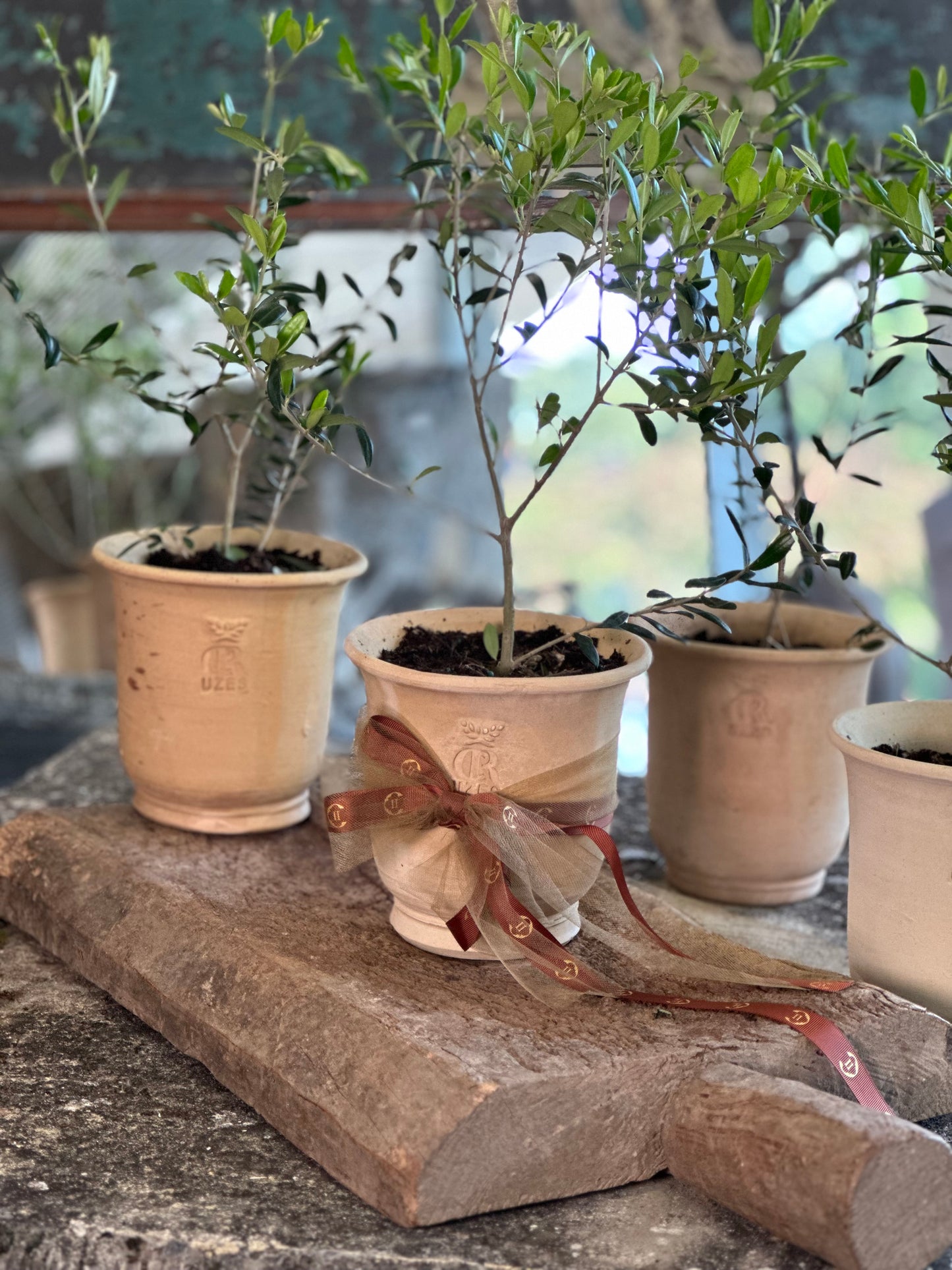 French Uzes Terracotta Pots - Small