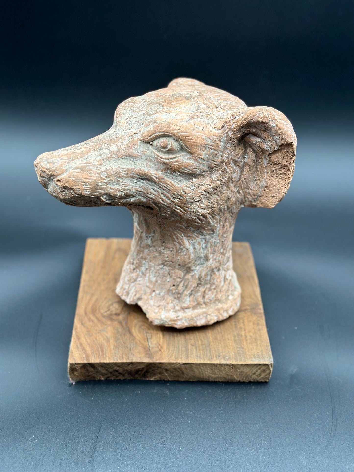 Terracotta  Dog Head  - French 1900
